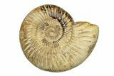 Polished Jurassic Ammonite (Perisphinctes) - Madagascar #270926-1